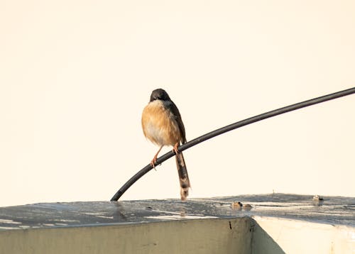 Бесплатное стоковое фото с животное, крупный план, певчая птица