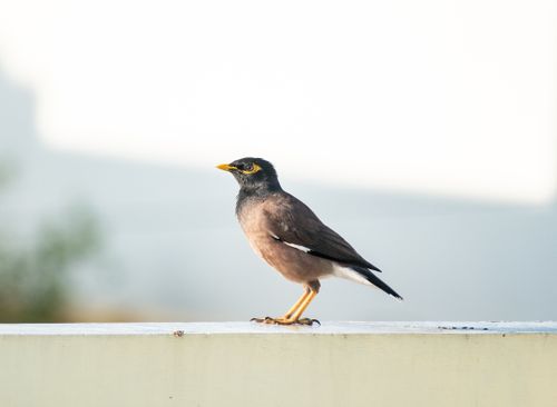 Free A common myna bird perched on a wall, displaying its vivid plumage against a blurred background. Stock Photo