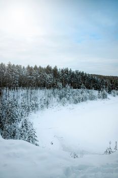A peaceful, snow-covered forest landscape embodying winter's tranquility and untouched nature.