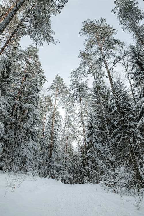 Fotobanka s bezplatnými fotkami na tému chladný, les, peší chodník