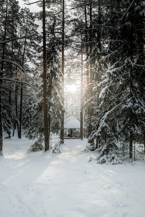 Fotobanka s bezplatnými fotkami na tému chladný, les, príroda