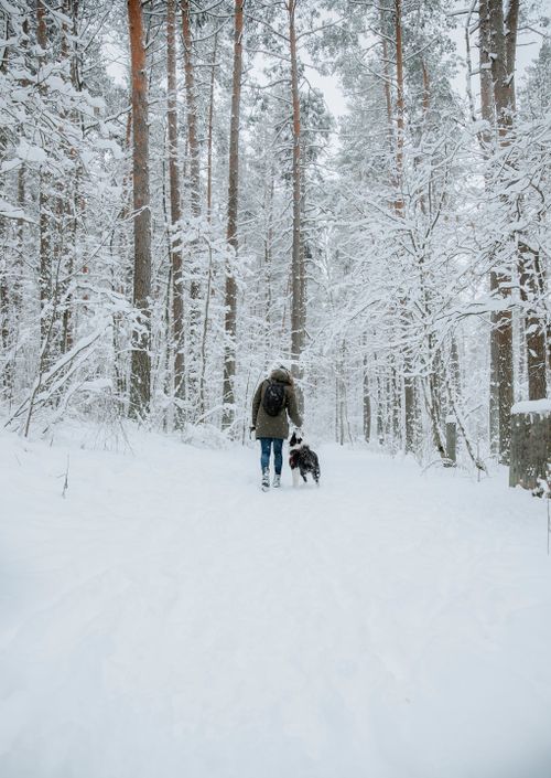 Free Enjoy a peaceful winter walk in the snow-covered forest with a dog, showcasing nature's beauty. Stock Photo