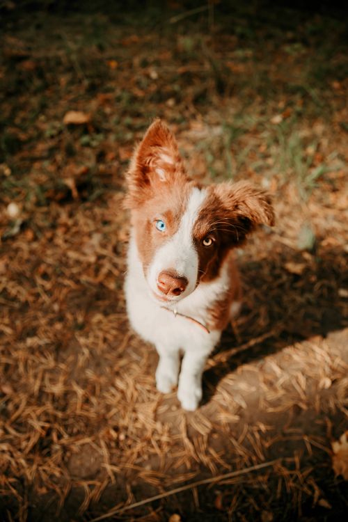 A small brown and white dog standing in the woods · Free Stock Photo