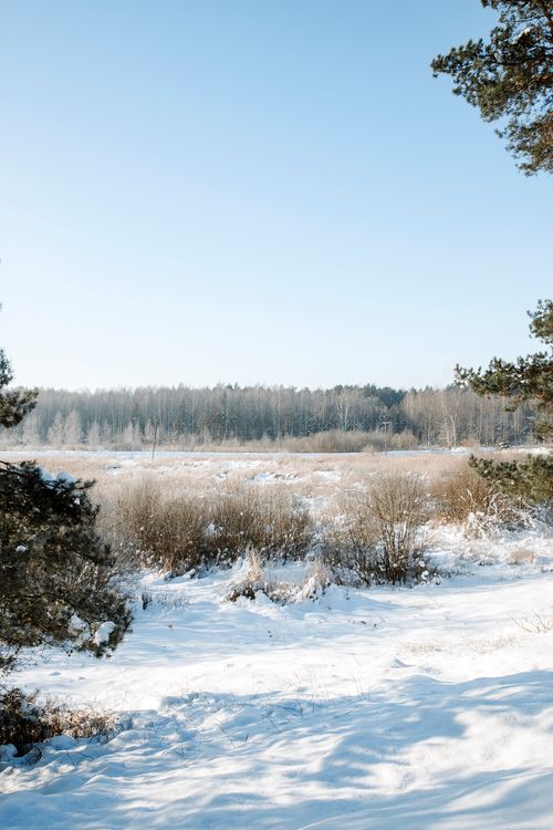 Free Snow-covered meadow and forest under a clear blue winter sky in serene nature. Stock Photo