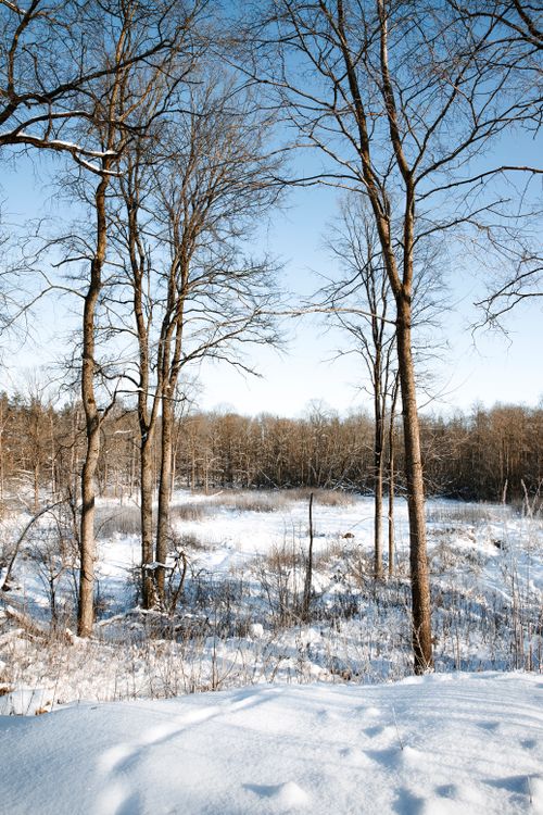 Free Peaceful winter scene of snow-covered forest showcasing bare trees under a clear blue sky. Stock Photo