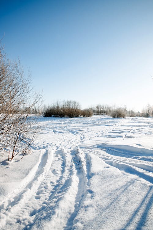 A Snowy Field under a Clear Sky 