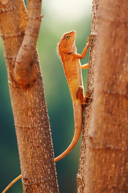 A vibrant orange lizard perched vertically on a tree in Sundargarh, India.