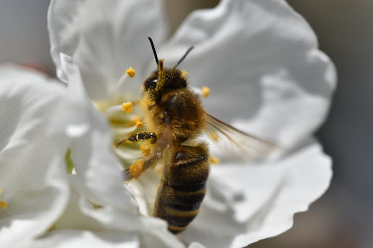 Bee On White Flower