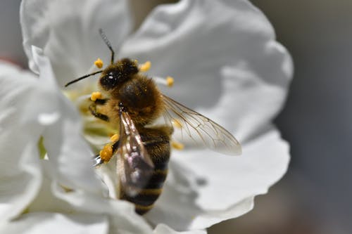 Kostnadsfri bild av bi, blomma, djur