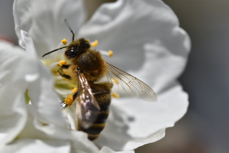 A Close-up Of A Bee On A White Flower