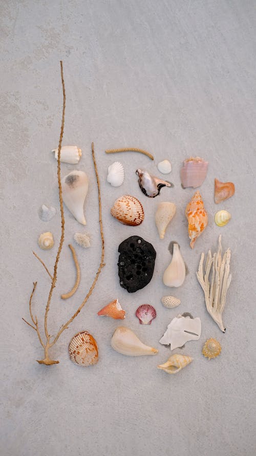 A Collection of Seashells and Plants from a Sea 