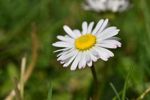 Gratis lagerfoto af foråret baggrund, smuk blomst