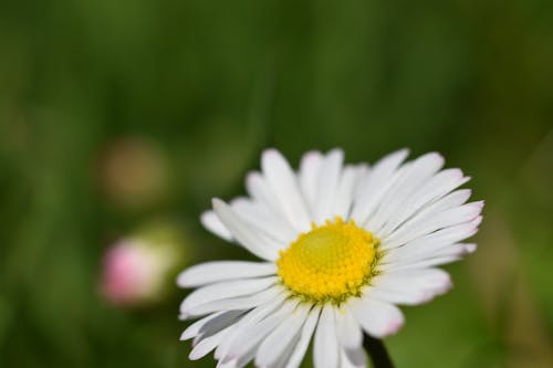 Gratis lagerfoto af foråret baggrund