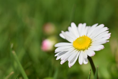 Gratis lagerfoto af foråret baggrund, hvide margueritter