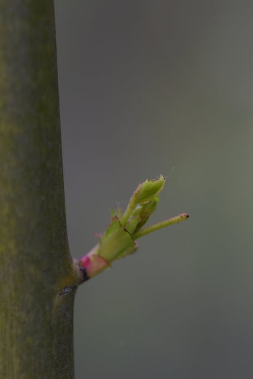 Gratis lagerfoto af foråret baggrund, knopt