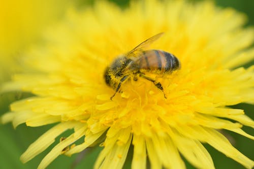 Gratis lagerfoto af bi, mælkebøtter, pollen