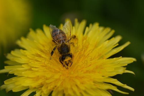Ilmainen kuvapankkikuva tunnisteilla mehiläinen, siitepöly, voikukat