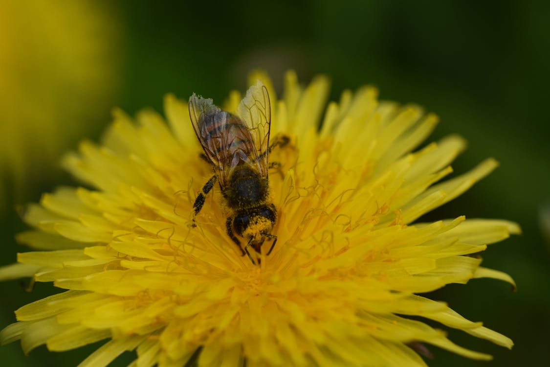 Gratis lagerfoto af bi, mælkebøtter, pollen