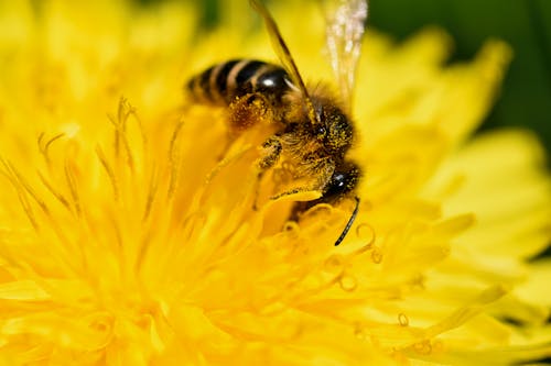Fotos de stock gratuitas de abeja, de cerca, diente de león