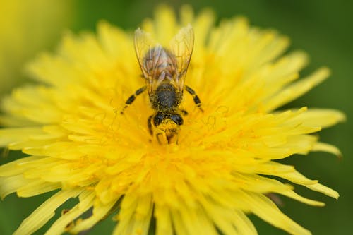 Gratis lagerfoto af bi, mælkebøtter, pollen