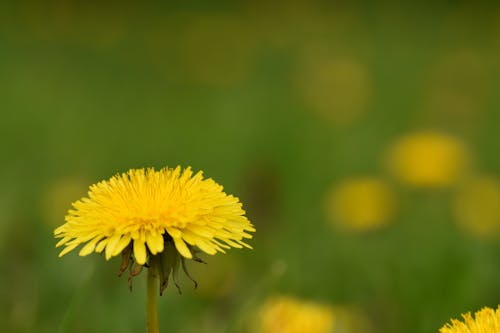 Gratis lagerfoto af bi, mælkebøtter, pollen