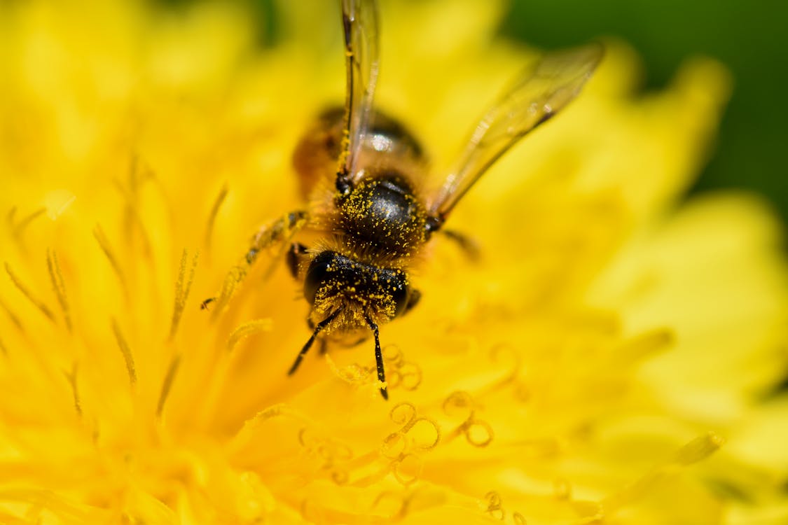 Gratis lagerfoto af bi, mælkebøtter, pollen
