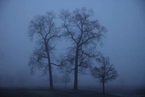 Silhouetted Leafless Trees on a Foggy Field at Dusk 