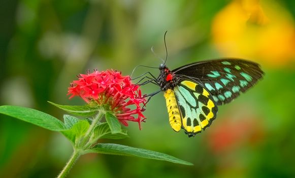 Free stock photo of bright, butterfly, color