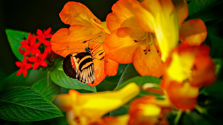 A Close-up Of A Butterfly On An Orange Flower