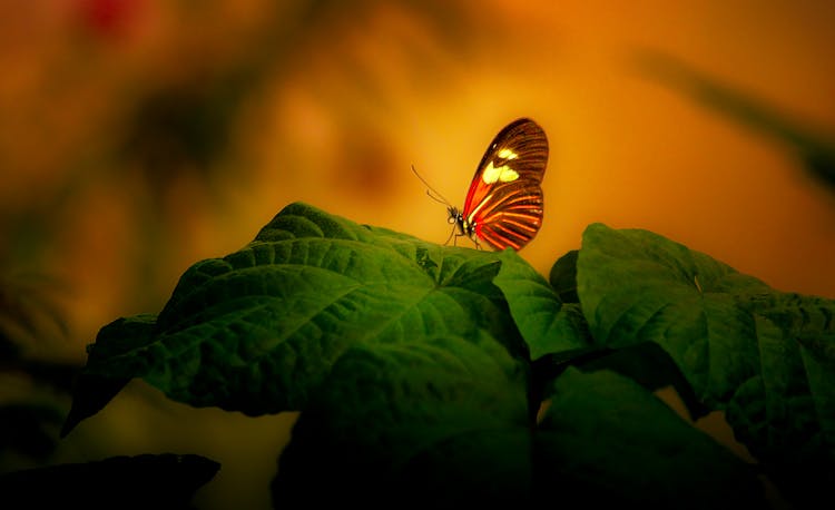 Butterfly On Leaves In Garden