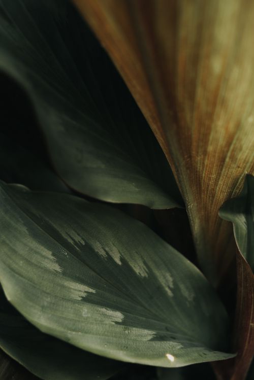 Free A vivid close-up of lush green leaves showcasing detailed textures and natural patterns. Stock Photo