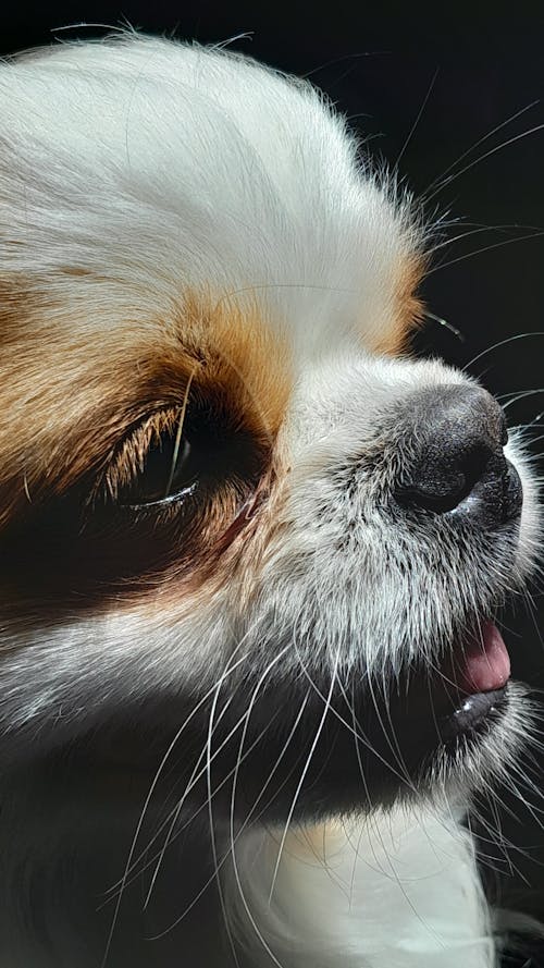 Foto profissional grátis de cara de cachorro