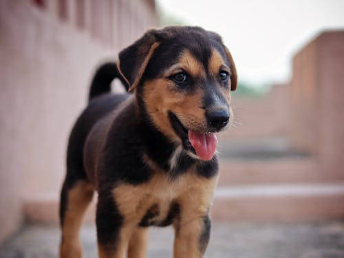 hayvan, köpek, köpek yavrusu içeren Ücretsiz stok fotoğraf