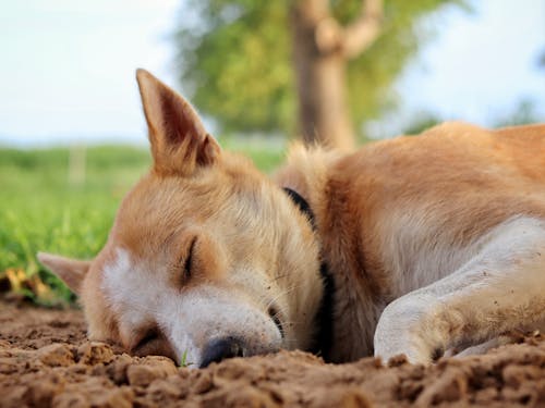 Close-up of a Dog Sleeping on the Ground 