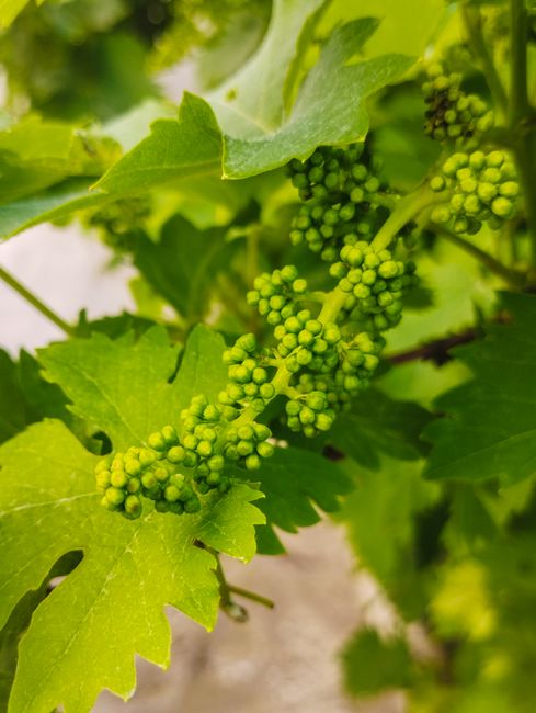 Vibrant close-up of unripe green grapes on a grapevine with lush green leaves.