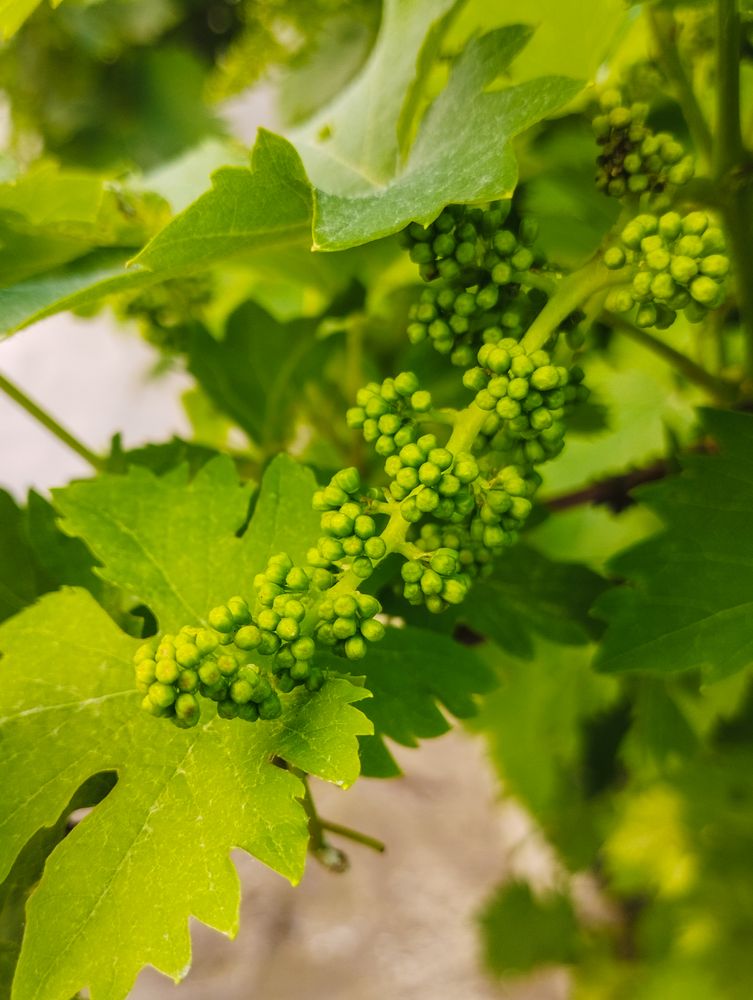 Grape Berries Photos, Download The BEST Free Grape Berries Stock Photos ...