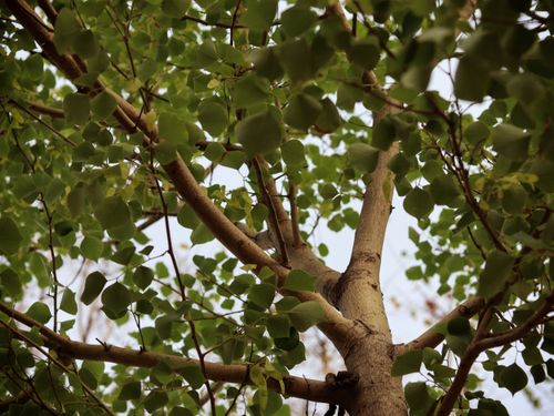 Free Low angle view of verdant tree branches with lush green leaves in daylight. Stock Photo