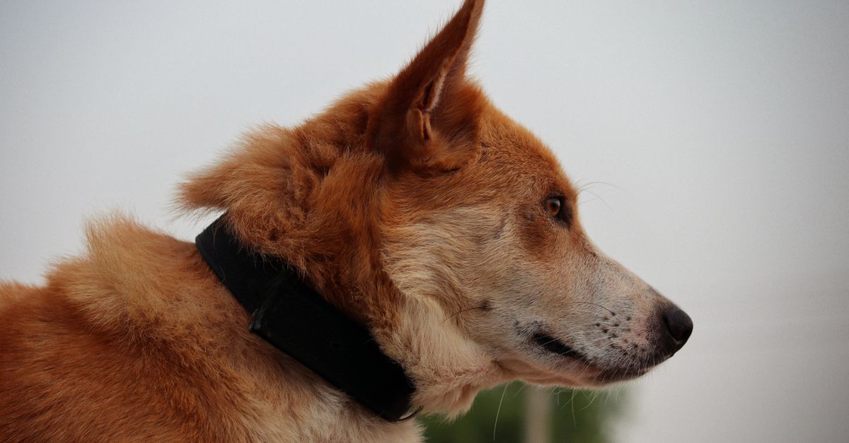 GPS Dog Collars: What Actually Matters Before You Buy One