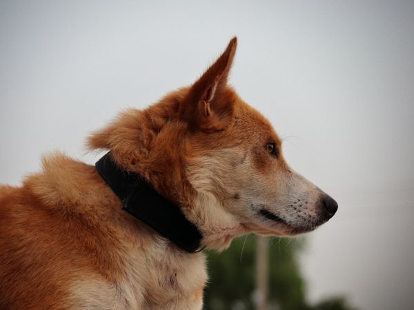 Profile of a brown dog wearing a plain dark collar
