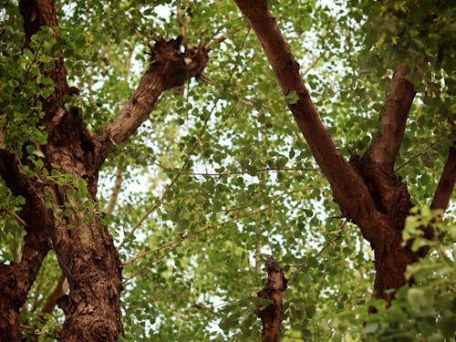 Trees and Foliage in Forest