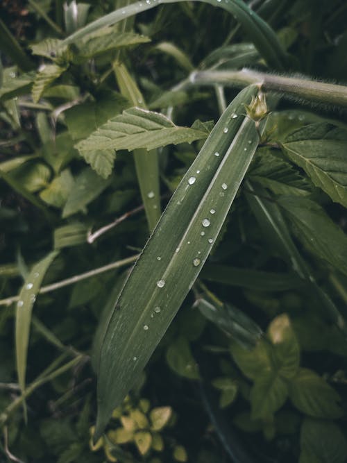 Foto d'estoc gratuïta de bri d'herba, camp, flora