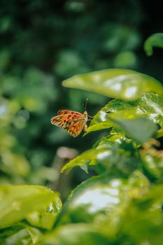Close-up of a butterfly on lush green leaves in natural daylight showcasing colorful details.