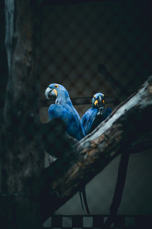 Free Two blue hyacinth macaws in a dimly lit zoo enclosure, perched on branches. Stock Photo