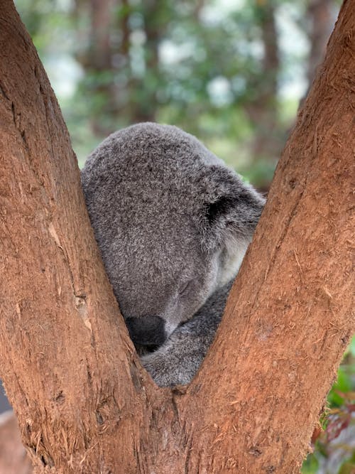 Koala Photos, Download The BEST Free Koala Stock Photos & HD Images