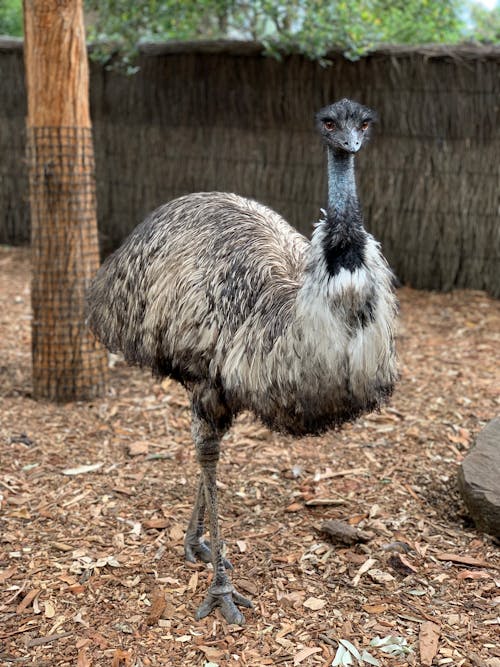 Gratis Emu A Terra Foto a disposizione