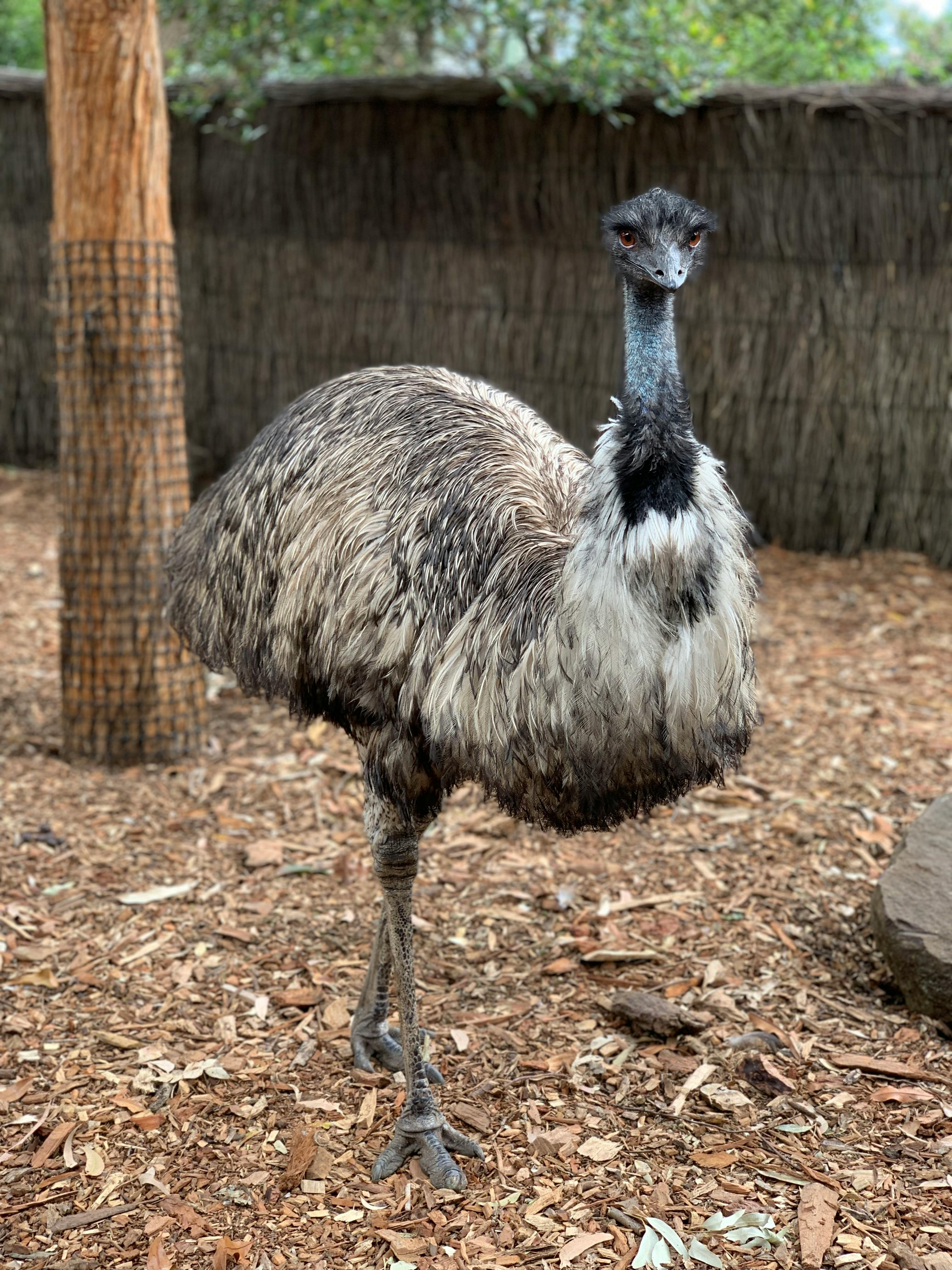 Emu On Ground · Free Stock Photo