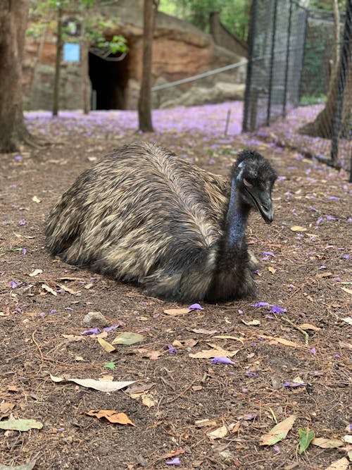 Gratis Foto Di Black Emu Lying Down Foto a disposizione