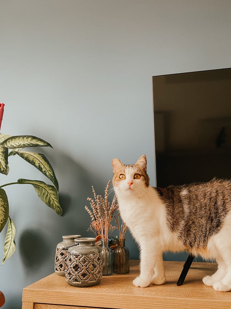 A Cat On A Piece Of Furniture 