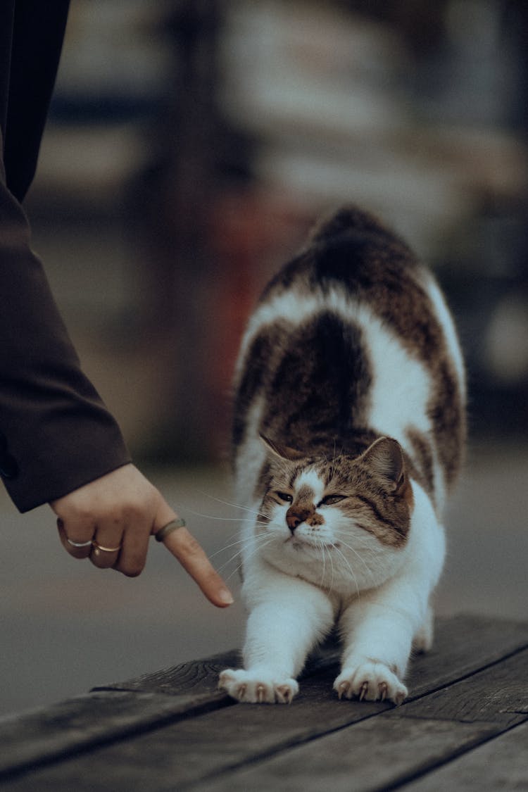 Cat Stretching Near Hand