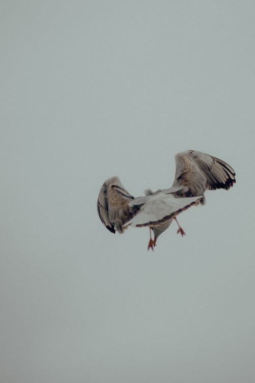 Close-up of a Flying Seagull 